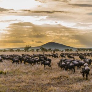 Safrai-to-Tanzania-1