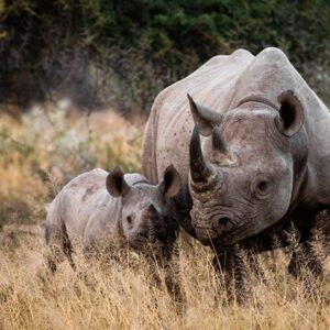 Lioness Tours & Safaris