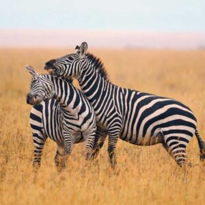 3-Day-Tanzania-Safari