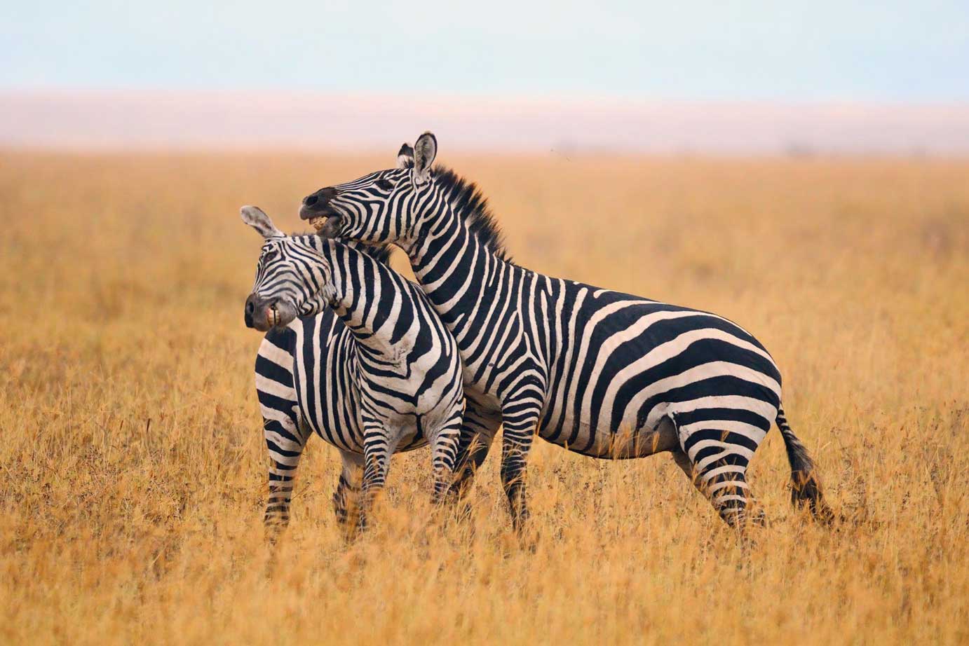 3-Day-Tanzania-Safari