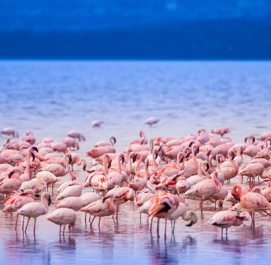 lake-manyara